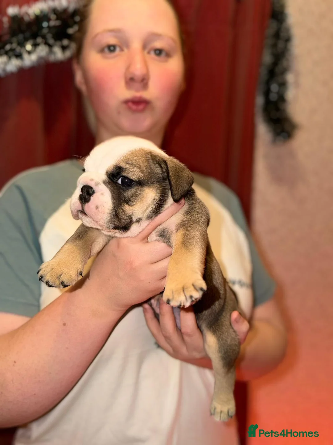 English Bulldog dogs for sale: English Bulldog Puppies Rare Coloured Ready now! - Advert 27