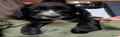 Cocker Spaniel Puppy 6