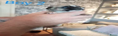 Boy 2