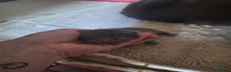 British Shorthair cats for sale: British shorthair kittens  - Advert 5