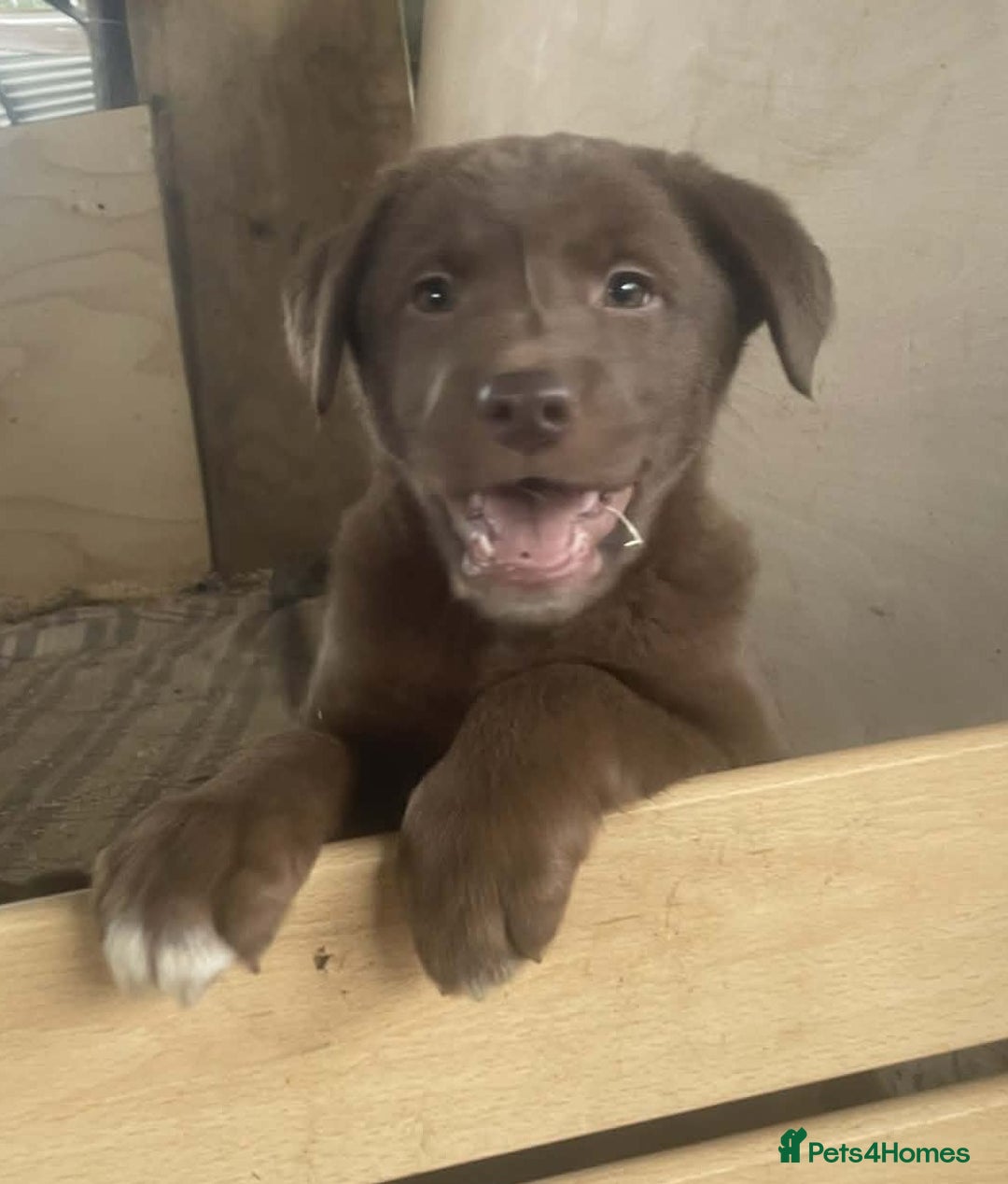 Mixed Breed dogs for sale: Chunky Chocolate Labrador cross Sheepdog - Advert 4