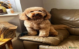 Cavapoo dogs for stud: KC Health Tested - Mini Poodle STUD in Bacup - Image 2