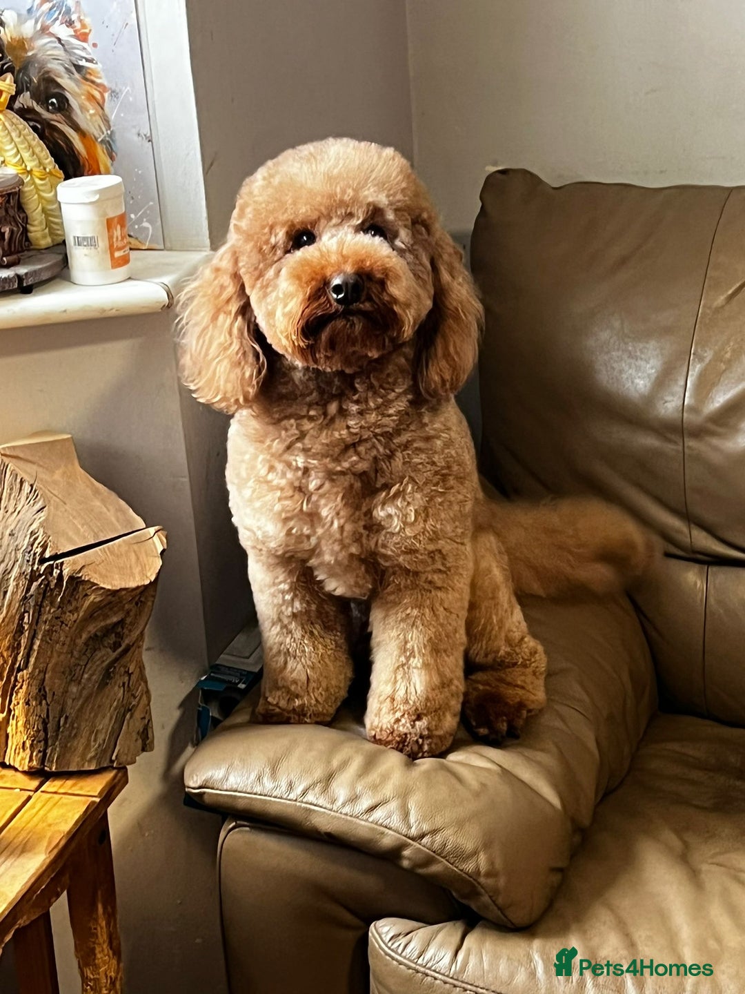 Cavapoo dogs for stud: KC Health Tested - Mini Poodle STUD in Bacup - Image 2