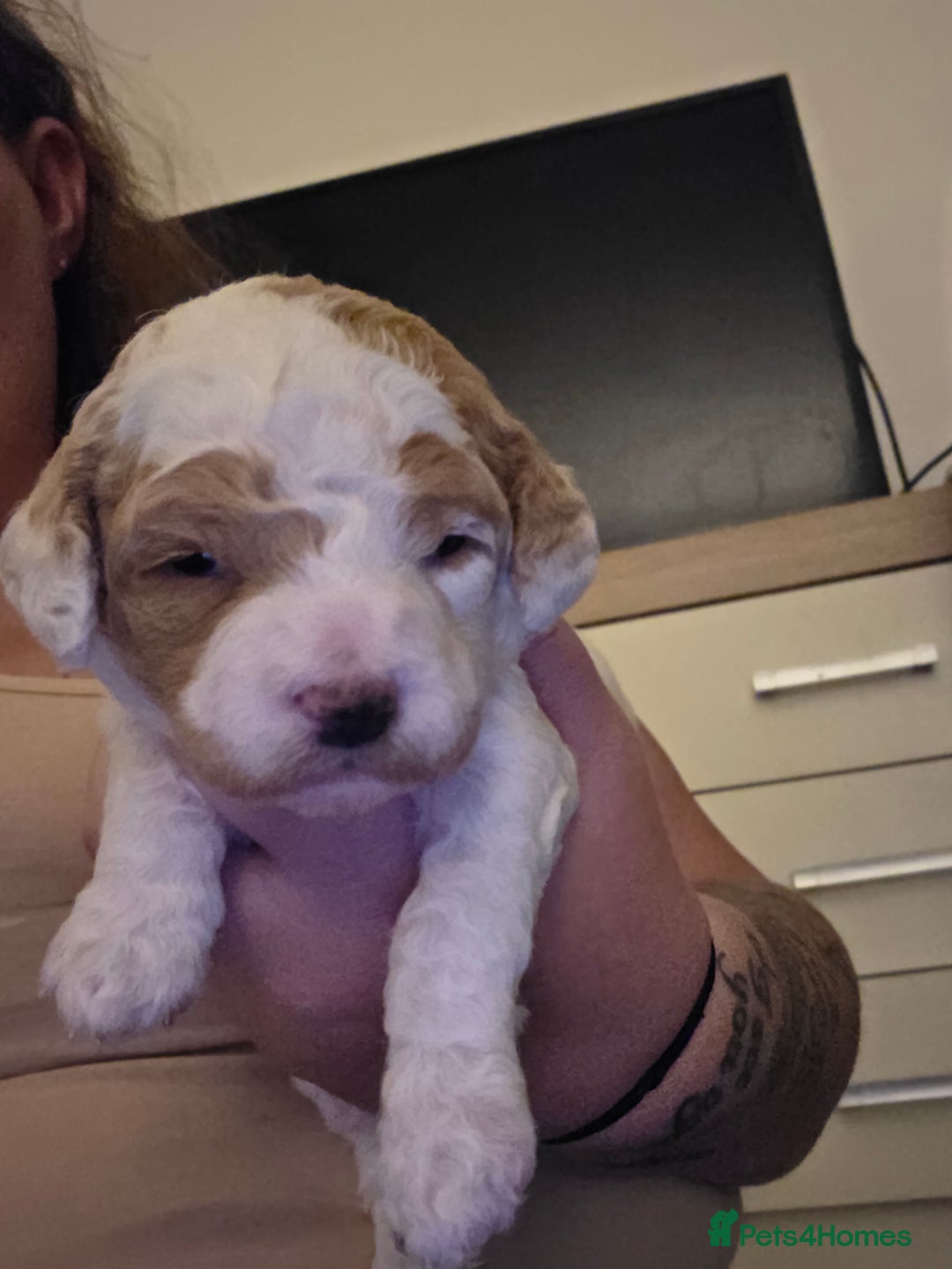 Cockapoo dogs for sale: 3 beautiful f1b cockapoo puppies  - Image 12