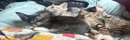 Savannah cats for sale: Adorable silver spotted Savannah SBT kittens - Advert 3