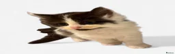 Mixed Breed cats for sale: 🐱7 beautiful kittens for sale! - Advert 5