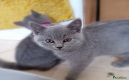British Shorthair cats for sale: 4 British short hair lilac girls 1 choch torte boy - Image 11