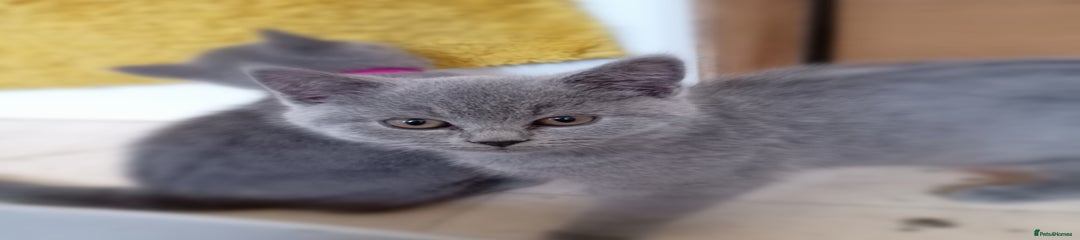 British Shorthair Kitten 2