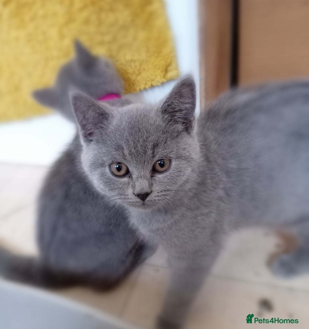 British Shorthair cats for sale: 4 British short hair lilac girls 1 choch torte boy - Image 11