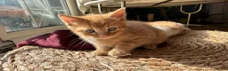 Mixed Breed cats for sale: Ginger boy - Advert 1