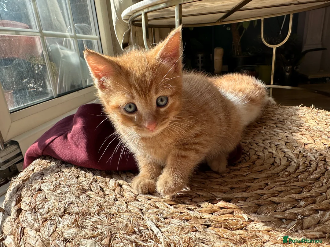 Mixed Breed cats for sale: Ginger boy - Advert 1