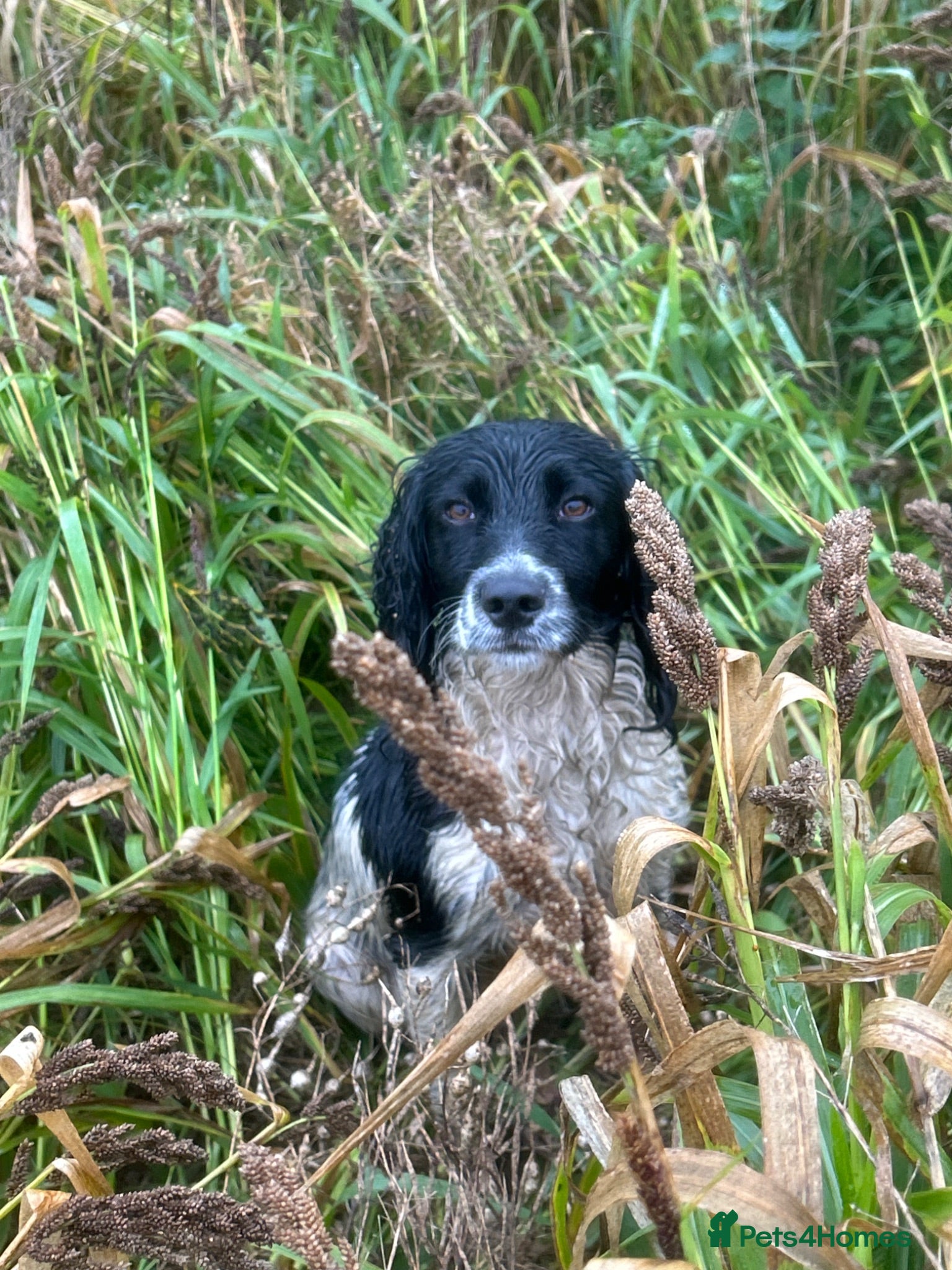 English Springer Spaniel dogs  KC registered English springer spaniel puppies - Advert 2