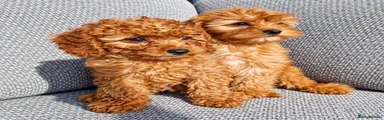 Cavapoo 5