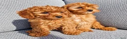 Cavapoo dogs for sale: Cava poo puppies for sale  - Advert 4