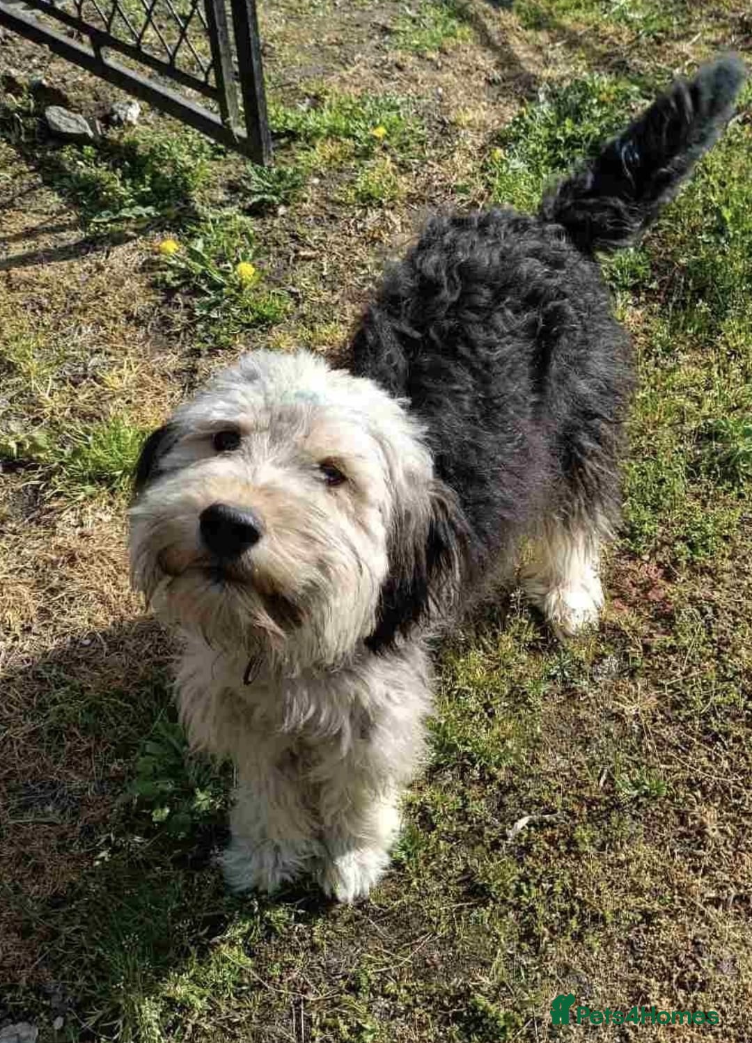 Mixed Breed dogs 💙🐶 THOMAS – HE TRUSTS THE WORLD TOO EASILY - Advert 1