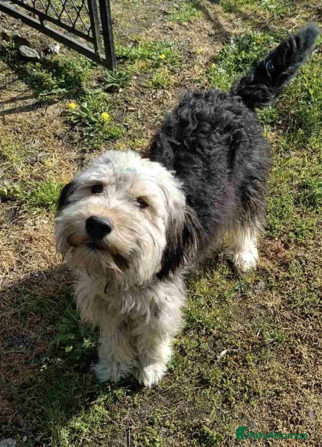Mixed Breed dogs for adoption: 💙🐶 THOMAS – HE TRUSTS THE WORLD TOO EASILY in Burton-on-Trent - Advert 1