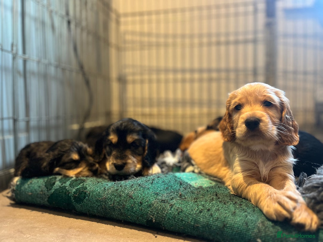 Cocker Spaniel dogs for sale: Cocker Spaniel Puppy - Male - Black/Tan Colour - Image 4