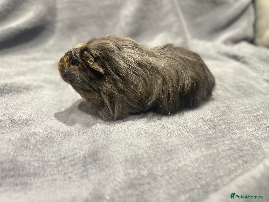 Guinea Pig rodents for sale:  Female Guinea pigs - Advert 5