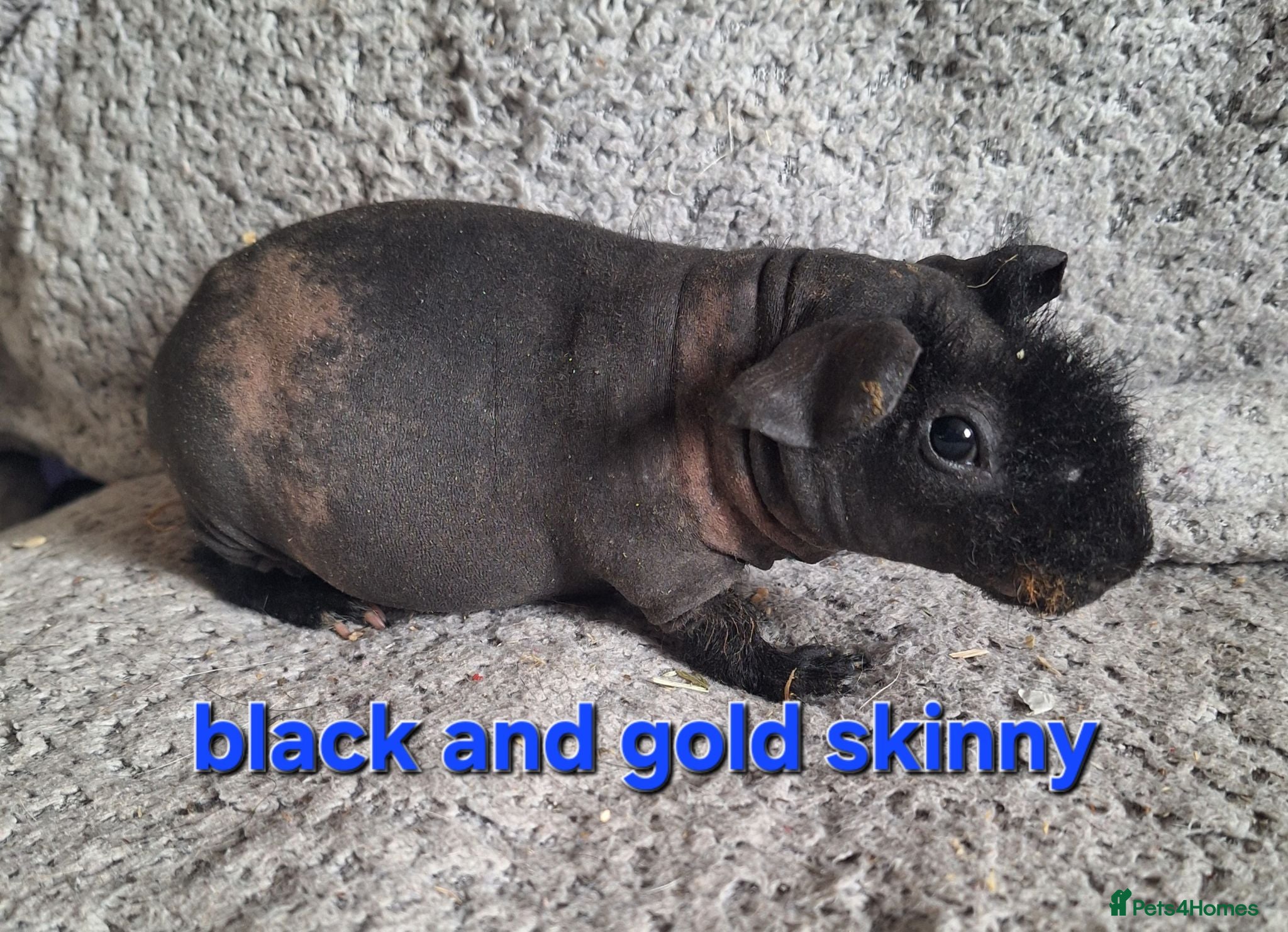 Guinea Pig rodents 2 pairs of bonded skinny boars - Advert 24