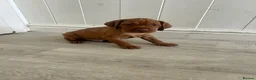 Hungarian Vizsla dogs for sale: 5 handsome hungarian vizsla puppies for sale - Advert 16