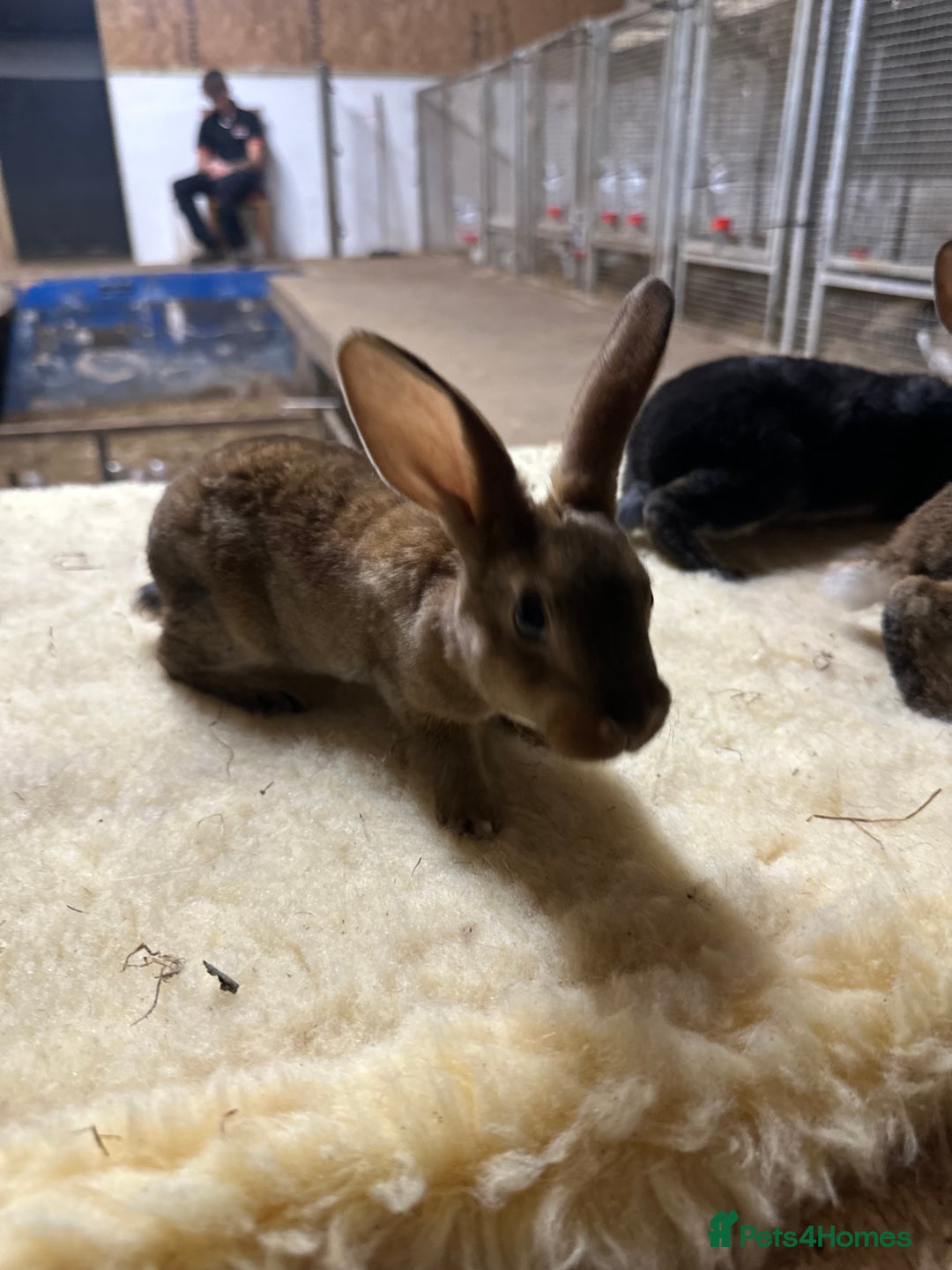 Netherland Dwarf rabbits for sale: Netherlands, Rex’s, californians ready to go - Image 3