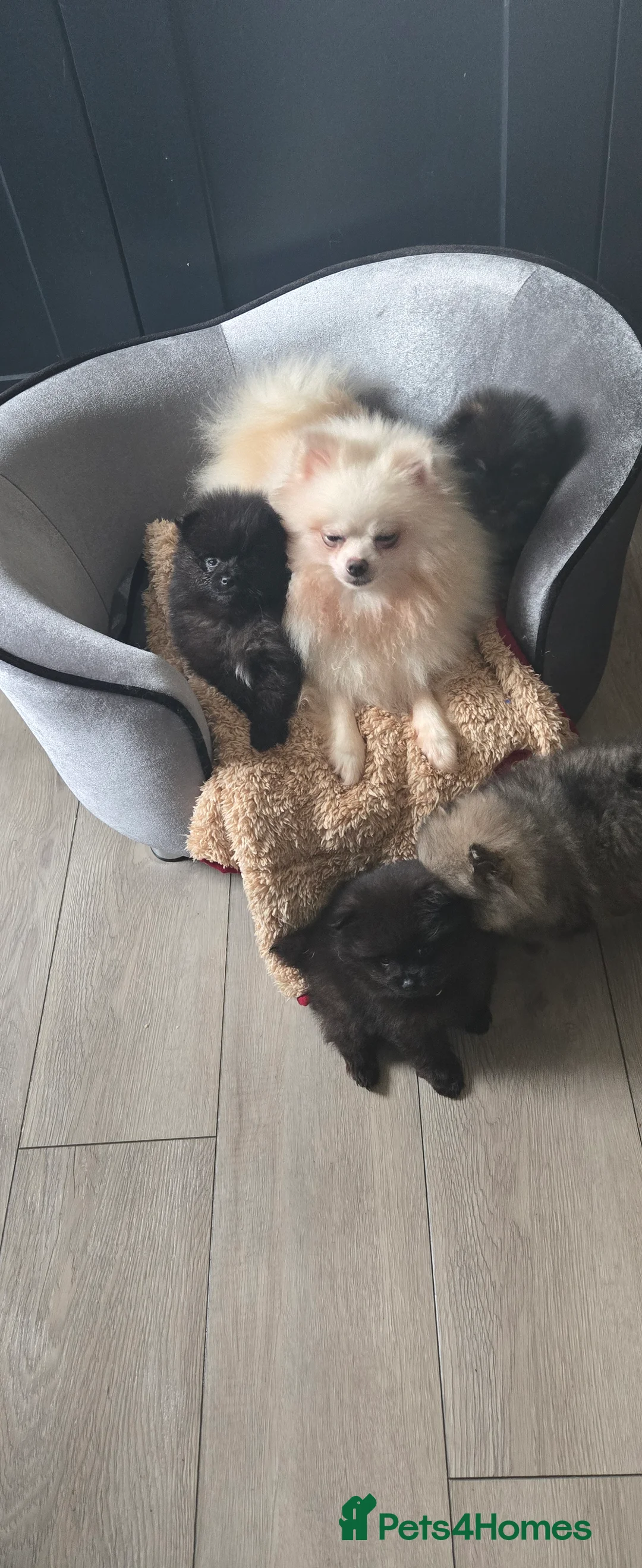 Pomeranian dogs for sale: Pretty Pomeranians  - Advert 19