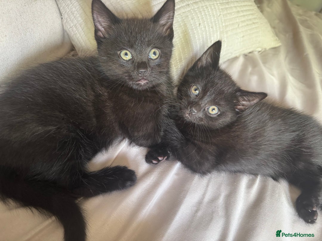 British Shorthair cats for sale: British shorthair kittens, all ready to leave  - Image 9