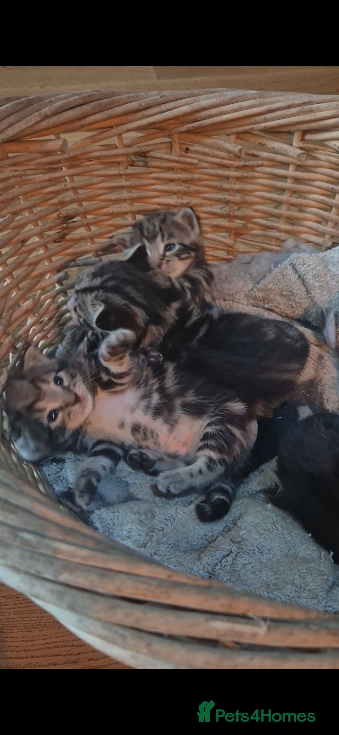 Mixed Breed cats for sale: Beautifully marked kittens - Image 2