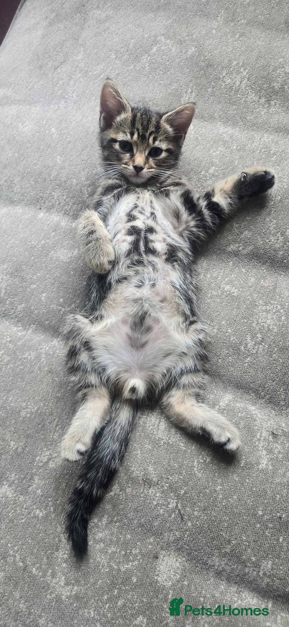 Mixed Breed cats 2 beautiful boy tabby  kittens  - Advert 2