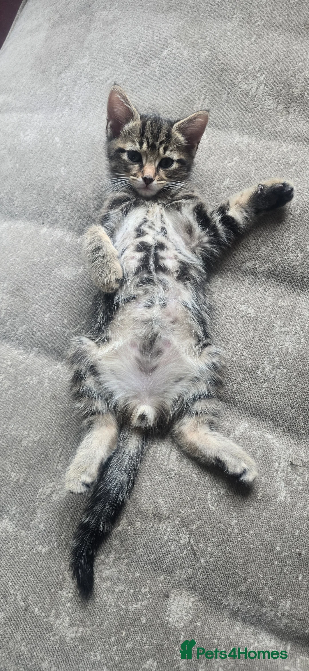 Mixed Breed cats for sale: 2 beautiful boy tabby  kittens  - Advert 1