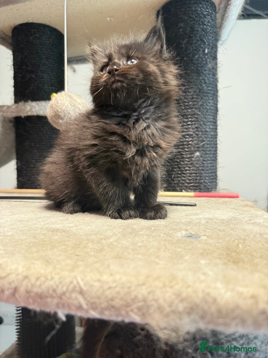 Maine Coon cats for sale:  Maine Coon Kittens Looking for Loving Homes 🐾 - Image 9