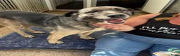 Mixed Breed dogs for adoption: Tully is waiting for a family  - Advert 6