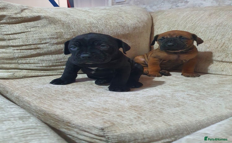 Cane Corso dogs - Advert 3