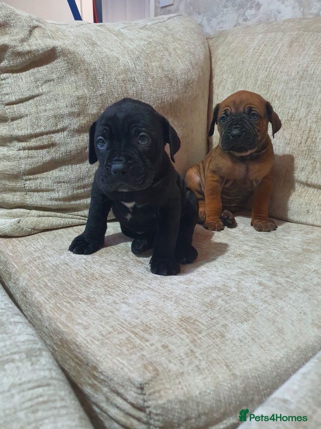 Cane Corso dogs for sale: Cane Corso pups  - Image 1