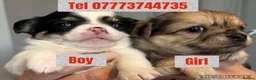 Chihuahua dogs for sale: Stunning chihuahua pups available boy&girl  - Advert 2