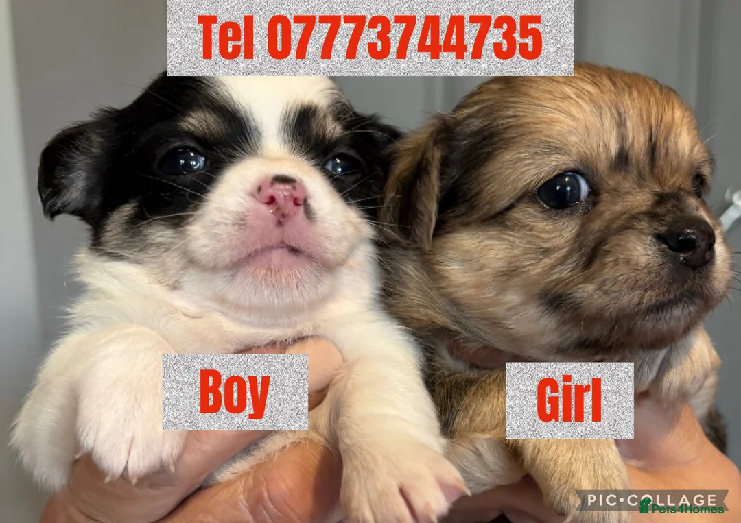 Chihuahua dogs for sale: Stunning chihuahua pups available boy&girl  - Advert 2