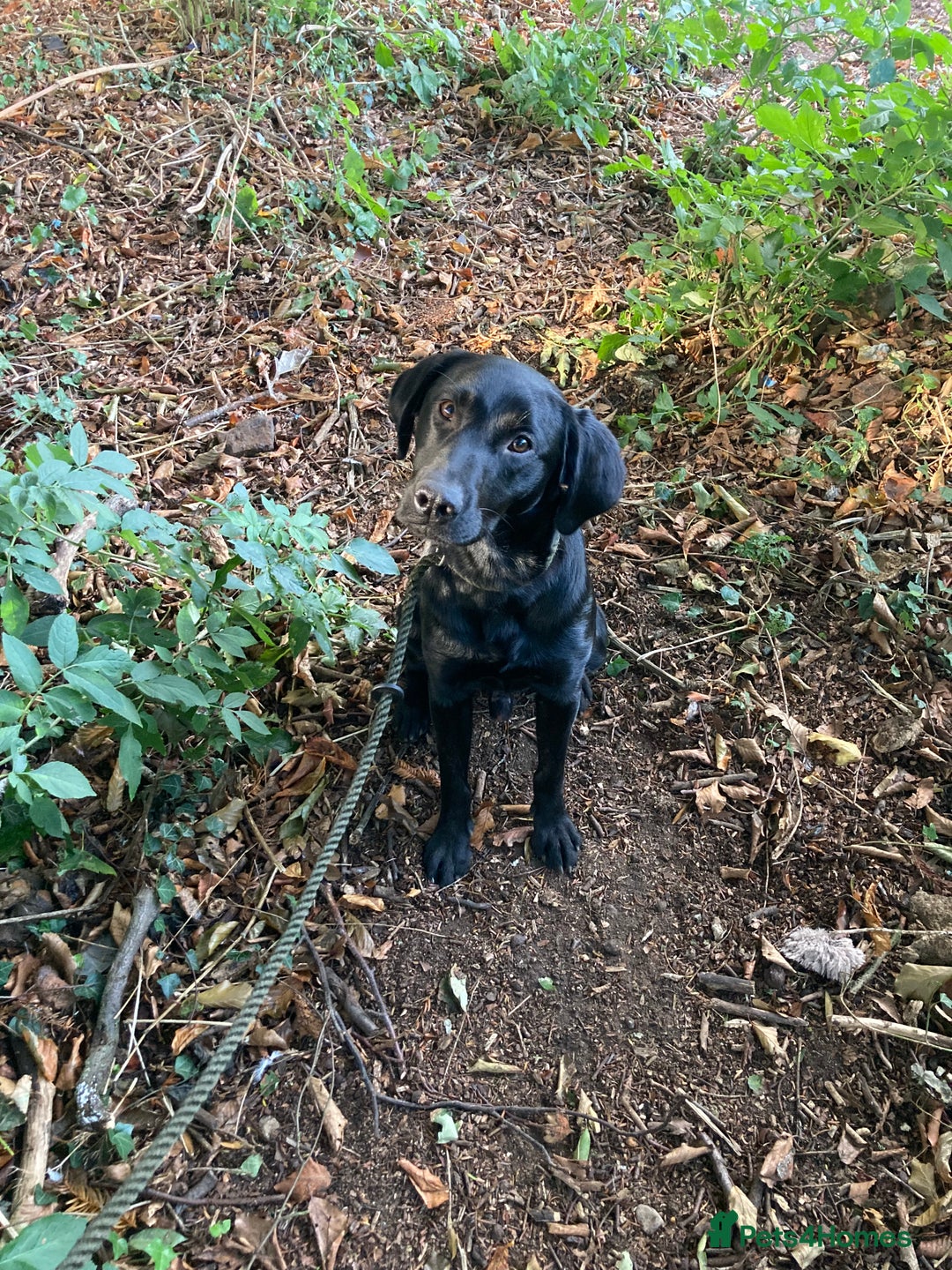 Mixed Breed dogs for sale: Stunning Work Labrador Mix  - Image 13