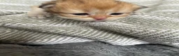 British Shorthair cats for sale: Beautiful BSH NY11 NY12 kittens - Advert 5