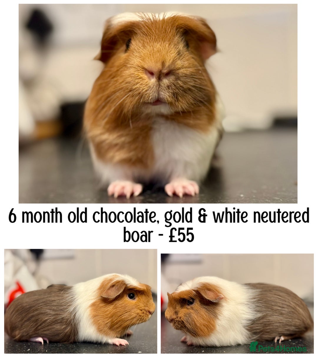 Guinea Pig rodents for sale: Selection of pigs - Advert 3