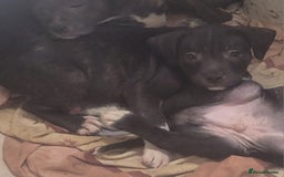 Staffordshire Bull Terrier dogs for sale: Staffy Babies Ready to leave - Image 9