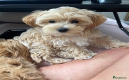 Maltipoo dogs for stud: Small Maltipoo Stud  - Image 16