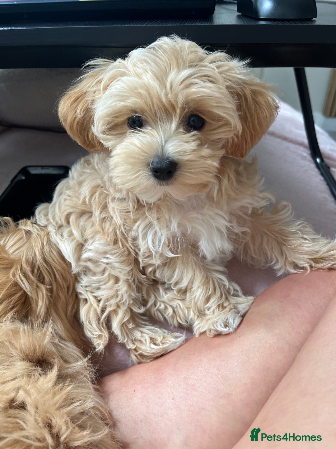 Maltipoo dogs for stud: Small Maltipoo Stud  - Image 16