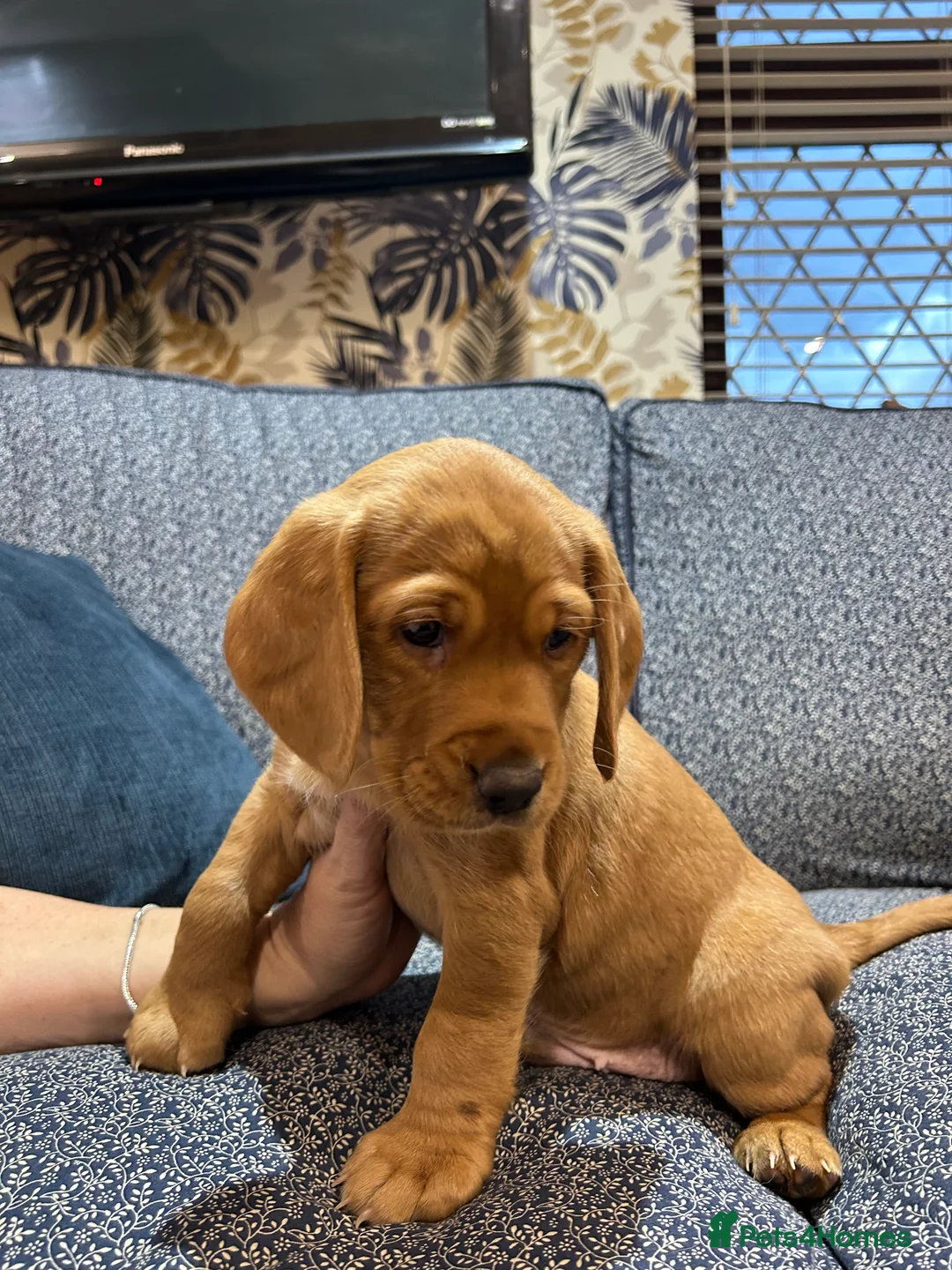 Cockerdor dogs for sale:  cockerdor puppies  - Advert 8