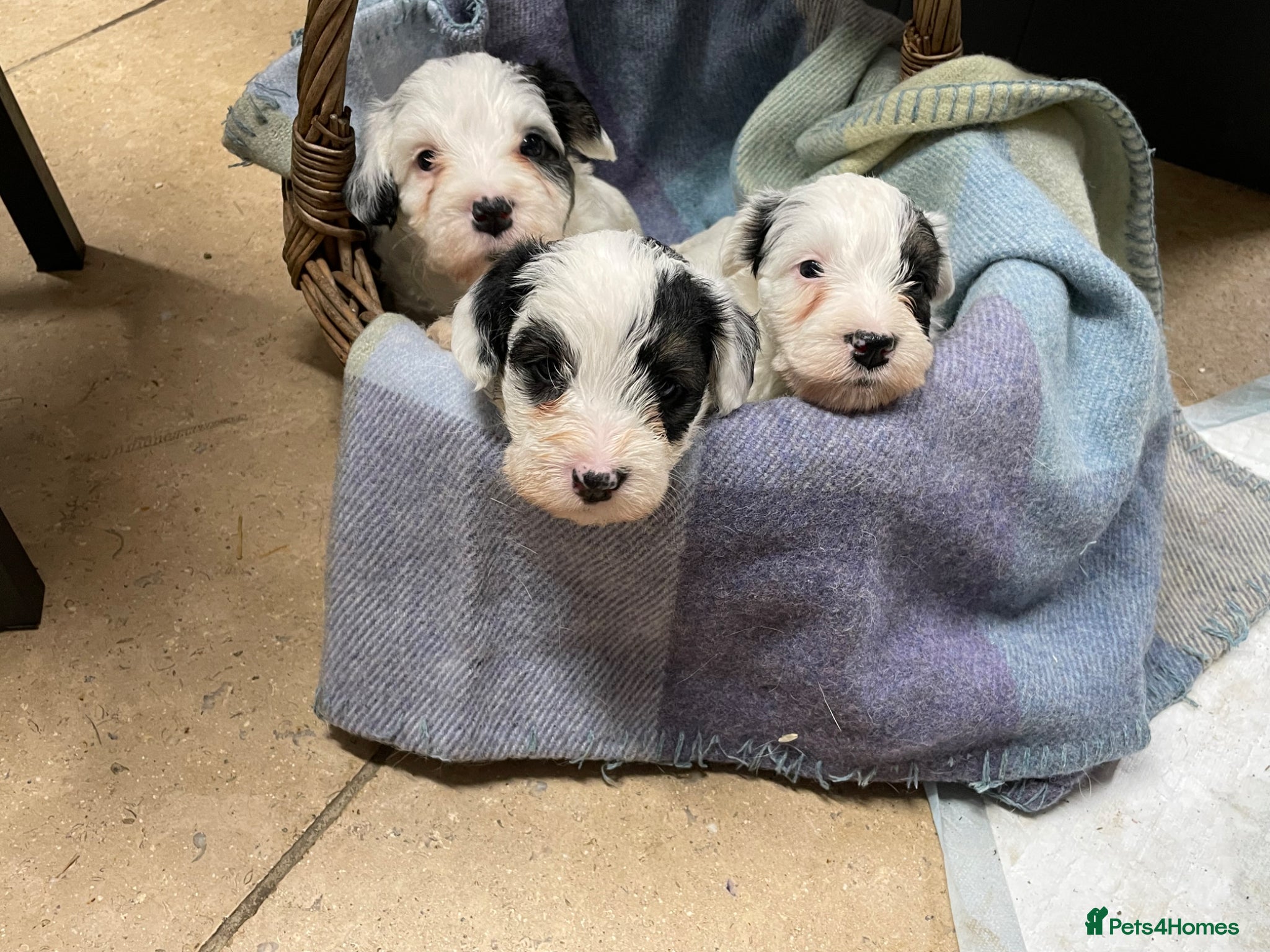 Sealyham Terrier dogs Sealyham Terrier puppies - Advert 3