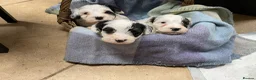 Sealyham Terrier dogs for sale: Sealyham Terrier puppies in Haverfordwest - Advert 1