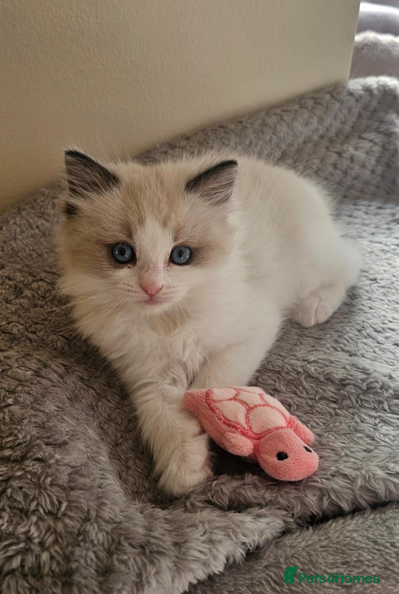 Ragdoll cats Purebred Pedigree Ragdoll kittens - Advert 2
