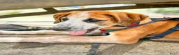 Mixed Breed dogs for adoption: Bentley - the cuddle monster - Advert 16
