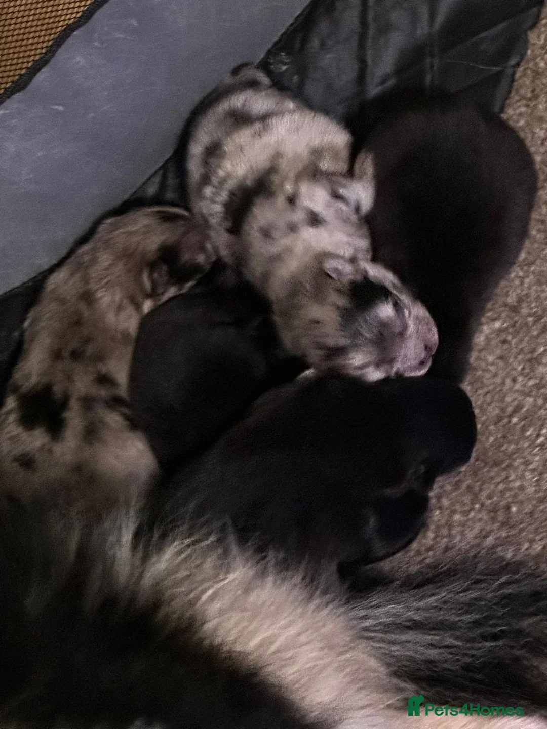 Pomeranian dogs for stud: Blue Merle pomeranian for stud in Houghton le Spring - Advert 6