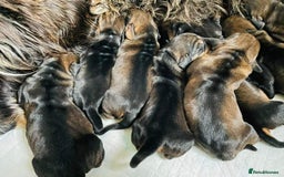 Dachshund dogs for stud: KC Registered Wirehaired Dachshund for Stud in Stoke-on-Trent - Image 13