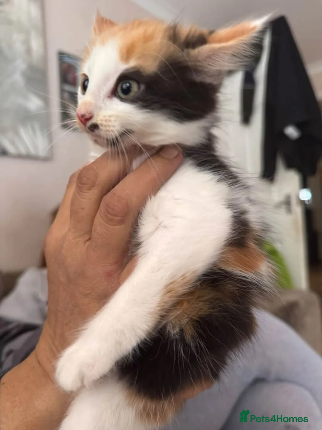 Domestic Shorthair cats for sale: 3 kittens for sale - Advert 2